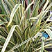 Phormium 'Golden Ray'