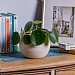 Chinese Money Plant (Pilea peperomoides)