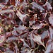 Pittosporum tenuifolium 'Tom Thumb'