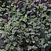 Pittosporum 'Victoria'