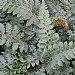 Polystichum polyblepharum
