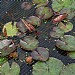 Smart Garden Pond & Fruit Cage Netting - Various Sizes