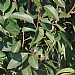 Prunus lusitanica 'Angustifolia'