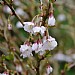 Prunus incisia 'Kojo-no-mai'