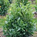 Prunus laurocerasus 'Rotundifolia'