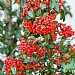 Pyracantha 'Mohave'