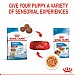 Royal Canin Size Health Nutrition Medium Puppy Wet Dog Food