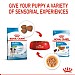 Royal Canin Size Health Nutrition Small Puppy Wet Dog Food