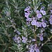 Rosmarinus officinalis 'Miss Jessop's Upright'