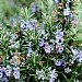 Rosmarinus prostratus 'Boule'