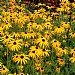 Rudbeckia fulgida var.sullivantii 'Goldsturm'