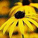 Rudbeckia fulgida var.sullivantii 'Goldsturm'