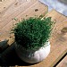 Sagina subulata 1L Pot