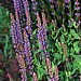 Salvia nemorosa 'Caradonna'