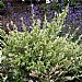 Salix integra 'Hakuro-Nishiki'