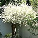 Salix integra 'Hakuro-Nishiki'