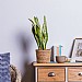 Sansevieria Laurentii (Snake Plant)