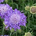 Scabiosa columbaria 'Mariposa Blue'