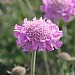 Scabious 'Walberton's Pink Mist'
