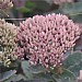 Sedum 'Pink Passion'