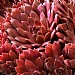 Sempervivum arachnoideum 'Corel Red'
