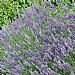 Lavandula angustifolia 'Vera' (Lavender)