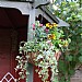 Smart Garden Smart Hanging Basket - Various Sizes