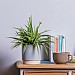 Spider Plant (Chlorophytum)
