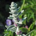 Stachys byazantina 'Silver Carpet'