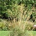 Stipa gigantea