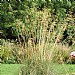 Stipa gigantea