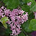 Syringa 'Bloomerang Pink Perfume'