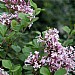 Syringa 'Meyeri Palibin'