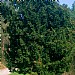 Taxus baccata