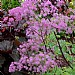 Thalictrum 'Black Stockings'