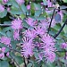 Thalictrum 'The Cloud'