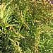 Thuja occidentalis 'Danica'