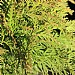 Thuja occidentalis 'Danica'