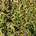 Thuja occidentalis 'Hetz Midget'