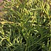 Thuja occidentalis 'Hetz Midget'
