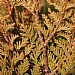 Thuja plicata 'Little Boy'
