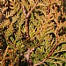Thuja plicata 'Little Boy'