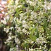 Trachelospermum 'Star Jasmine'
