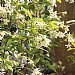 Trachelospermum 'Star Jasmine'