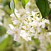 Trachelospermum 'Star Jasmine'
