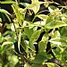 Trachelospermum 'Star Jasmine'