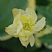 Trollius x cultorum 'Alabaster'