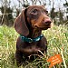Twiggy Tags Tidal Waterproof Collar Azure (Various Sizes)