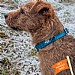 Twiggy Tags Tidal Waterproof Collar Azure (Various Sizes)