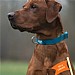 Twiggy Tags Tidal Waterproof Collar Azure (Various Sizes)